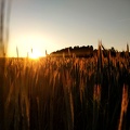 Sonnenuntergang im Getreide