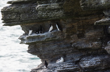 Marwick Head