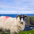 Schaf an Klippe vor Ozean